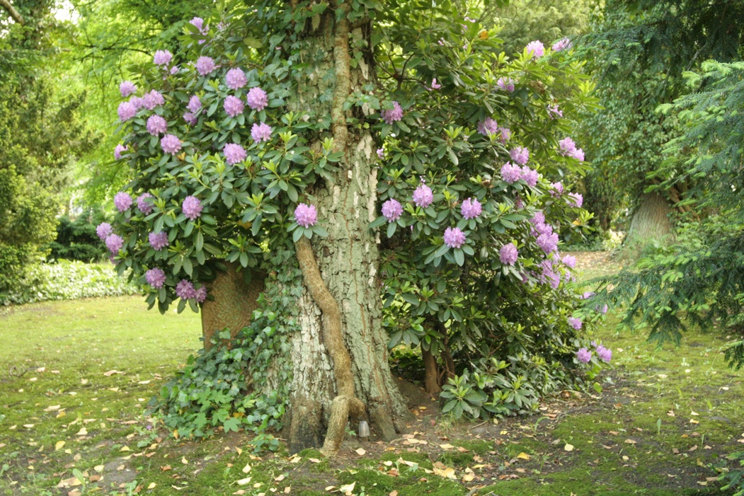 Alter Friedhof, Foto Pressestelle - Internet (3)